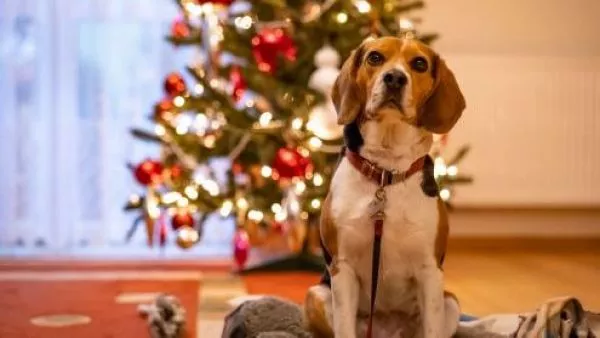 5 claves para que tu mascota viva un fin de año tranquilo y seguro