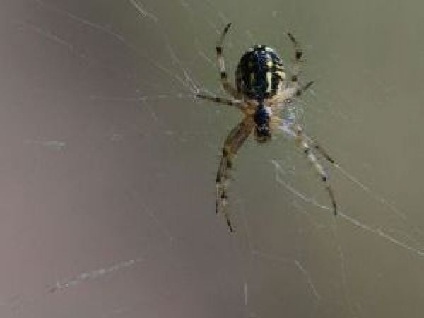 picada araña de rincon