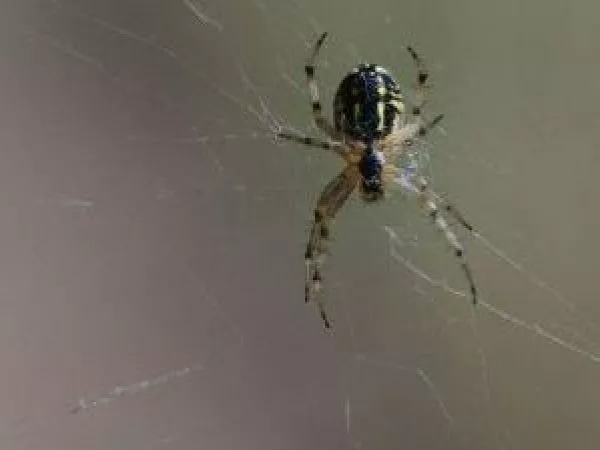 picada araña de rincon