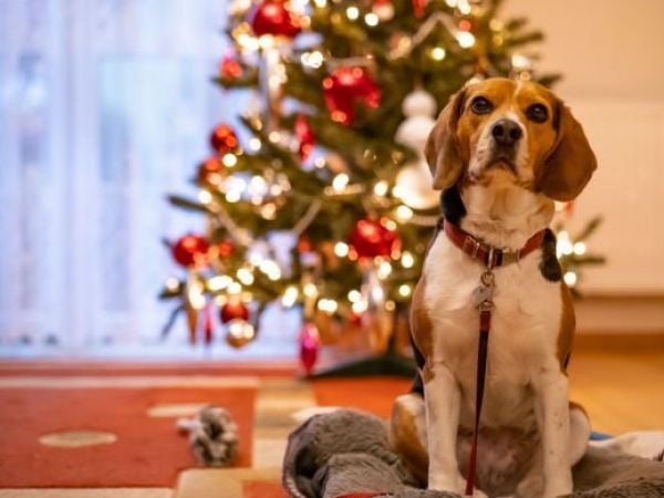 5 claves para que tu mascota viva un fin de año tranquilo y seguro