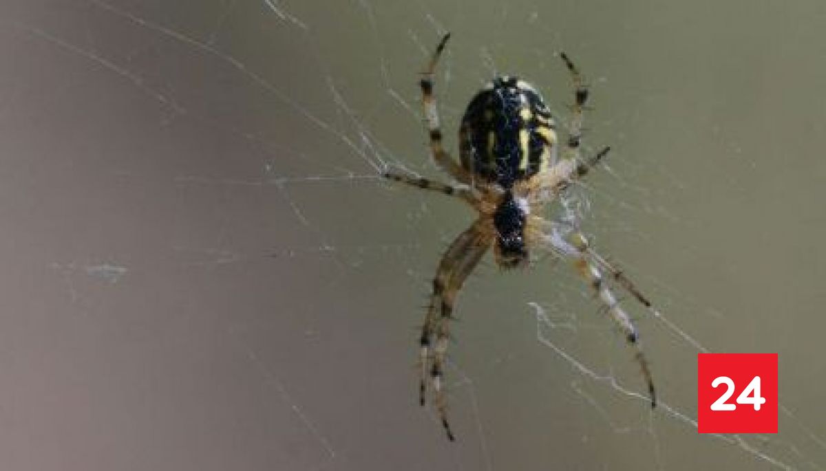 Araña de rincón: claves para prevenir una mordedura y actuar a tiempo ...