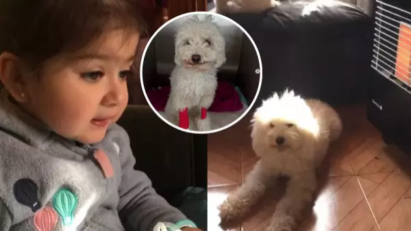 Perrita viral blanquita