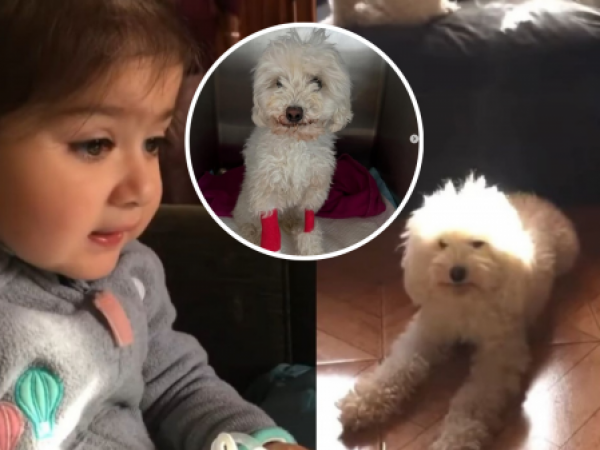 Perrita viral blanquita