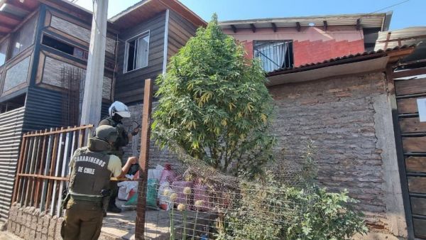 Incautan árbol de navidad con marihuana