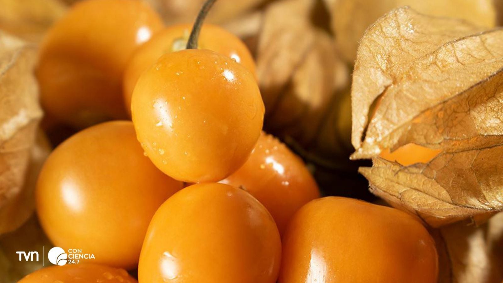 Fotografía de golden berrys.