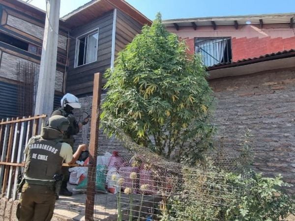 Incautan árbol de navidad con marihuana