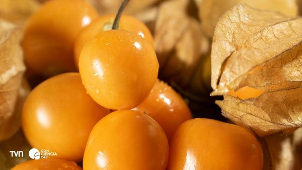 Fotografía de golden berrys.