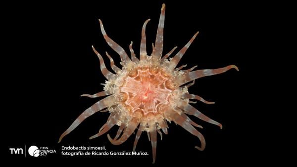 Fotografía de una Endobactis simoesii.