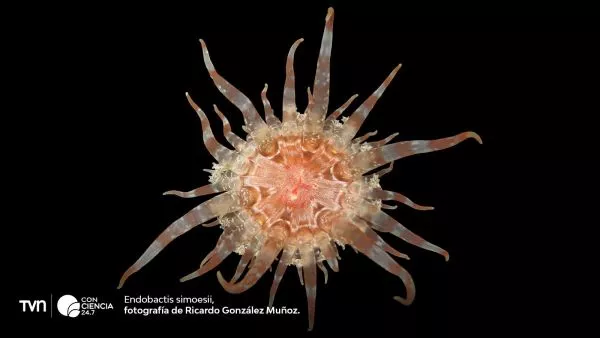 Fotografía de una Endobactis simoesii.