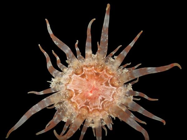 Fotografía de una Endobactis simoesii.