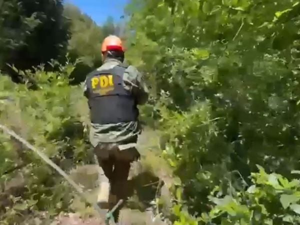 Incautación de marihuana en Curicó