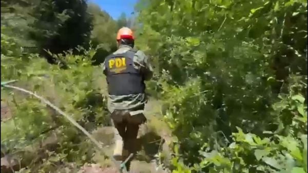 Incautación de marihuana en Curicó