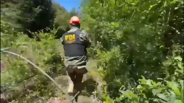 Incautación de marihuana en Curicó