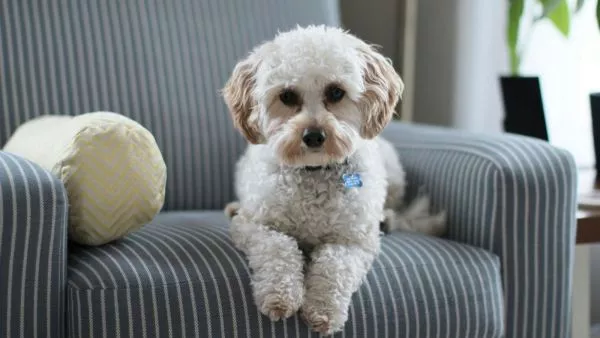 Perro. Foto referencial.