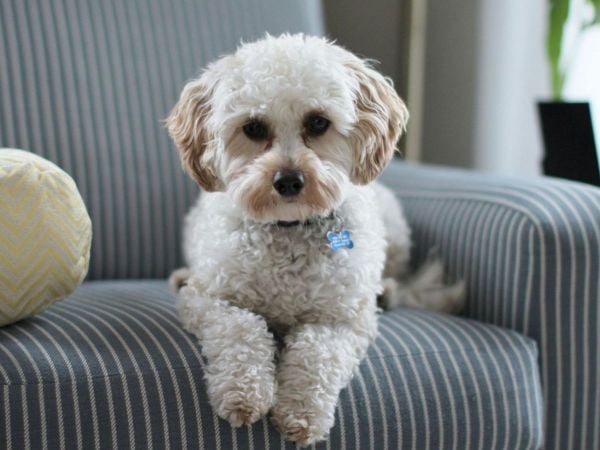 Perro. Foto referencial.