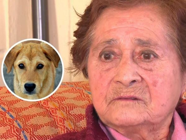 Adulta mayor denunció perro de su vecina por ladrar mucho