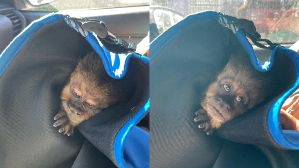 Mono escapó de zoológico de Concepción