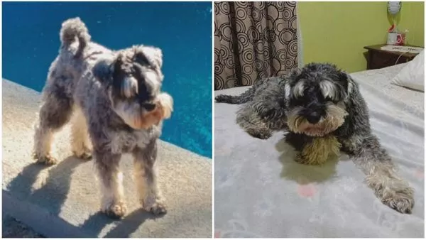 Rocko, perro denunciado