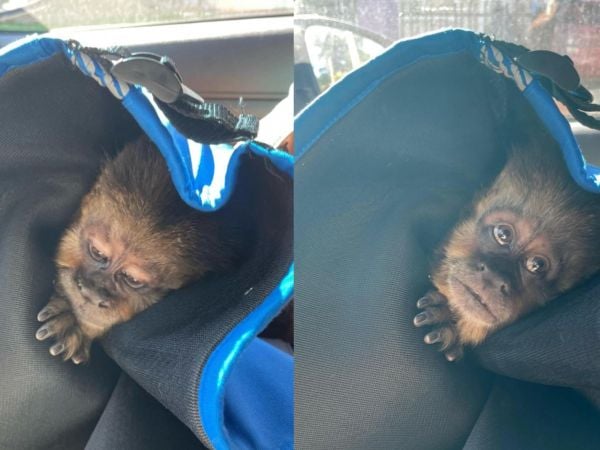 Mono escapó de zoológico de Concepción