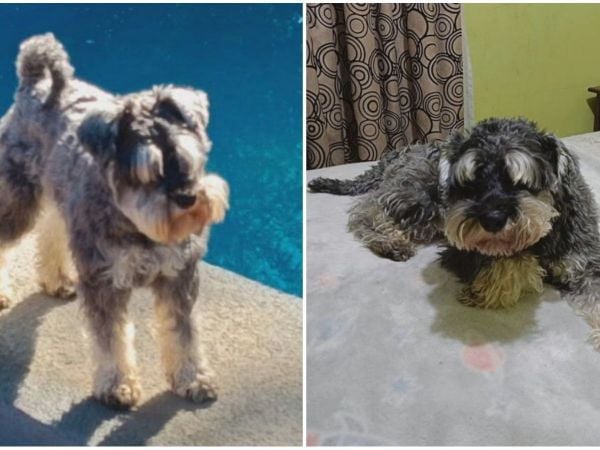 Rocko, perro denunciado