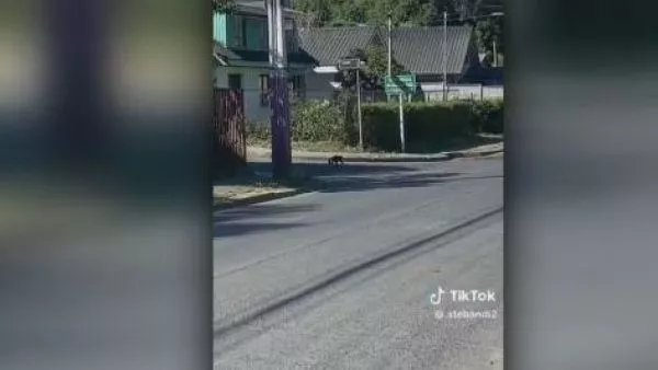 mono zoológico concepción