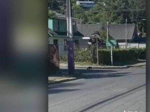 mono zoológico concepción