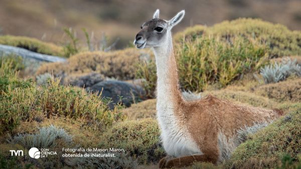 Guanacos en la estepa de Magallanes, especie nativa cuyo manejo sustentable busca impulsar un nuevo proyecto productivo en la Patagonia..