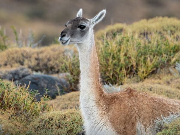 Guanacos en la estepa de Magallanes, especie nativa cuyo manejo sustentable busca impulsar un nuevo proyecto productivo en la Patagonia..