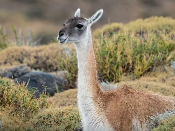 Guanacos en la estepa de Magallanes, especie nativa cuyo manejo sustentable busca impulsar un nuevo proyecto productivo en la Patagonia..