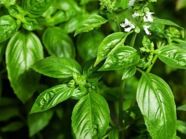 La razón por la que todos deberíamos plantar albahaca en el balcón