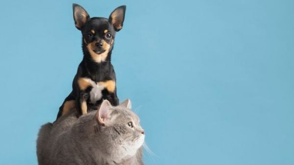 Perro y gato, mascotas