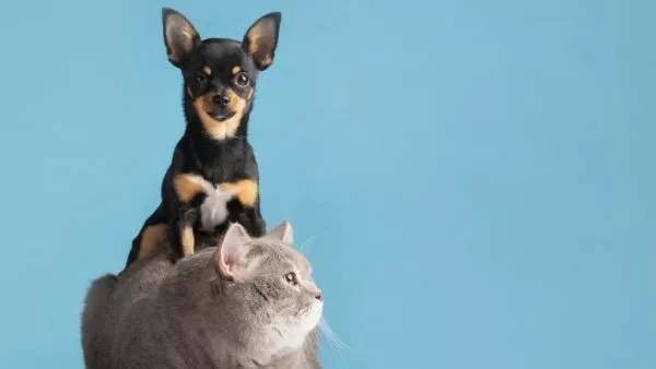 Perro y gato, mascotas