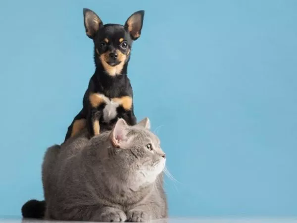Perro y gato, mascotas