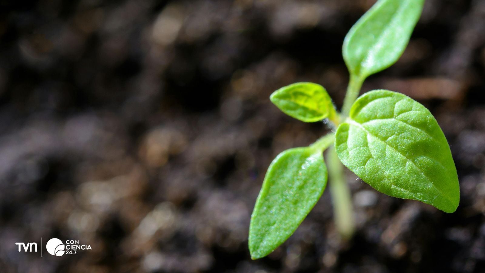 Investigadores analizan cómo la vitamina C ayuda a las plantas a resistir la toxicidad del aluminio en suelos ácidos.
