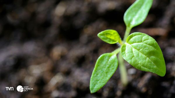 Investigadores analizan cómo la vitamina C ayuda a las plantas a resistir la toxicidad del aluminio en suelos ácidos.