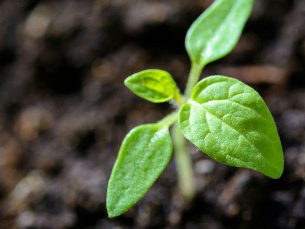 Investigadores analizan cómo la vitamina C ayuda a las plantas a resistir la toxicidad del aluminio en suelos ácidos.