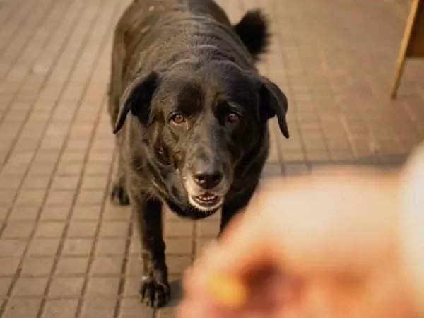 Los cimientos inconclusos de la Ley Cholito: casi 9 años sin reglamentos de Subdere, Minsal y municipios