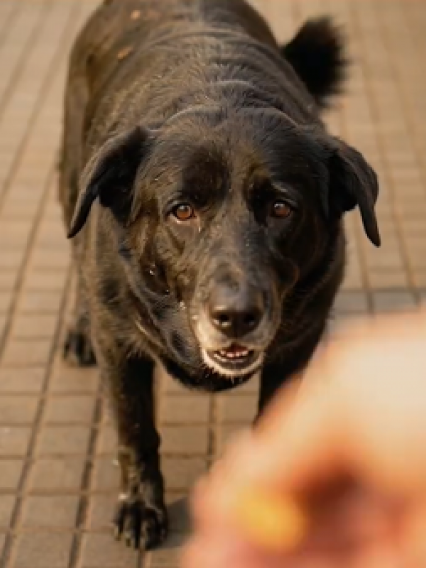 Los cimientos inconclusos de la Ley Cholito: casi 9 años sin reglamentos de Subdere, Minsal y municipios