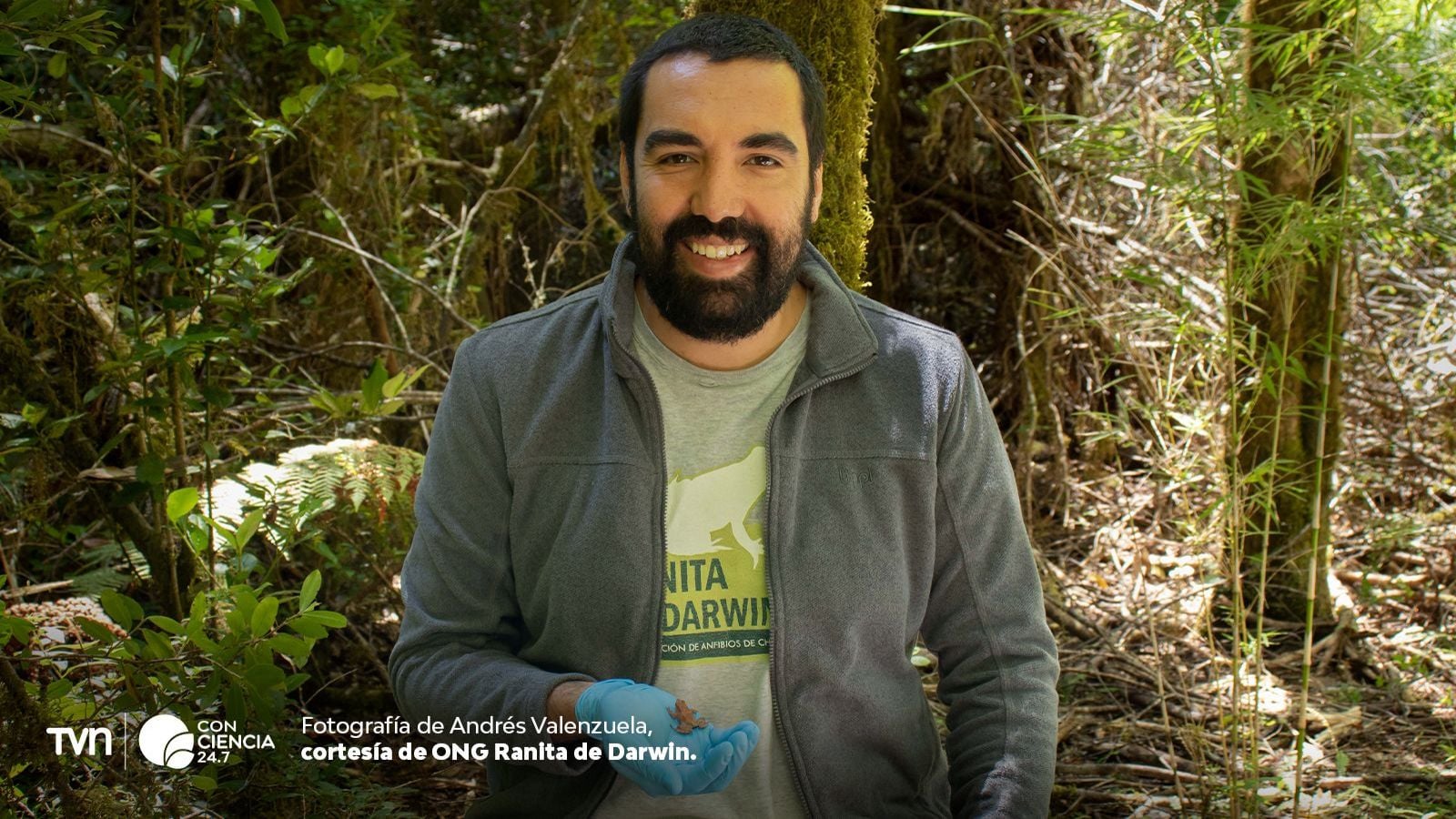 Ranita de Darwin y Andrés Valenzuela.