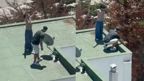 polluelos gaviota maitencillo