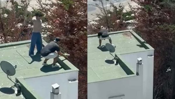 Pareja lanzando polluelos de gaviota