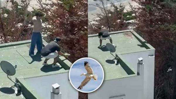 Lanzan polluelos de gaviota en Maitencillo