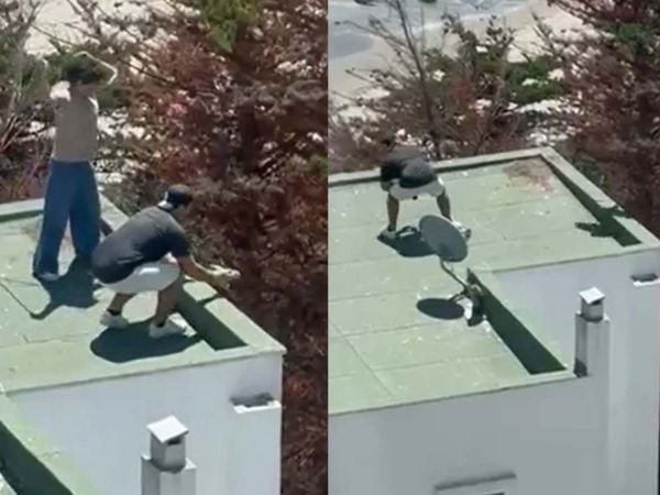 Pareja lanzando polluelos de gaviota