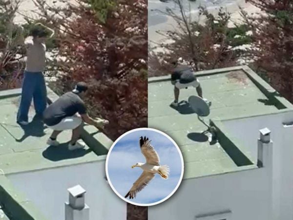 Lanzan polluelos de gaviota en Maitencillo