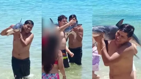Tiburón mako murió tras inescrupuloso actuar de turistas en El Quisco