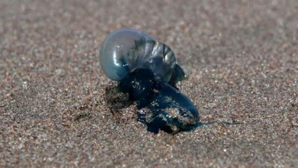 Presencia de fragata portuguesa: Prohíben temporalmente el baño en playas chilenas