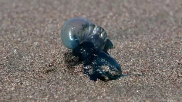 Presencia de fragata portuguesa: Prohíben temporalmente el baño en playas chilenas