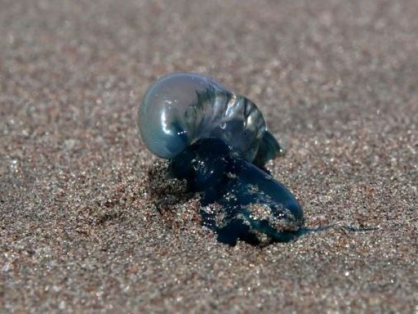 Presencia de fragata portuguesa: Prohíben temporalmente el baño en playas chilenas