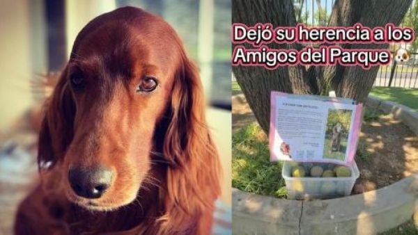 Dueño de perrita fallecida donaron sus pelotas en el parque donde ella paseaba