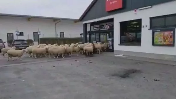 50 ovejas asaltaron supermercado en Alemania
